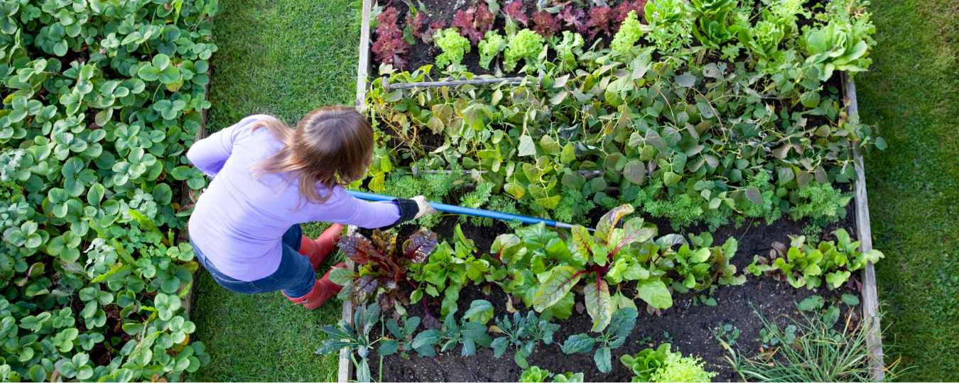 CREATE YOUR OWN VEGETABLE PATCH