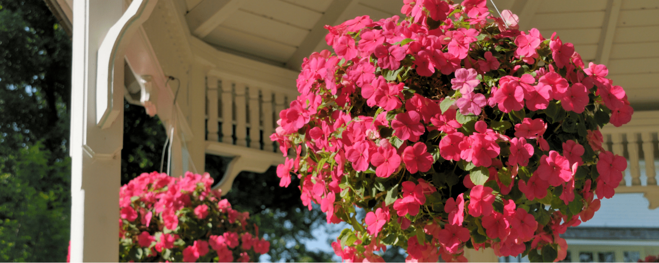 Hanging Baskets - A Beginner's Guide