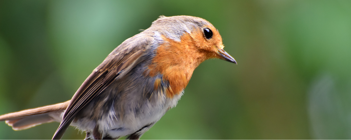 Year Round Bird Care