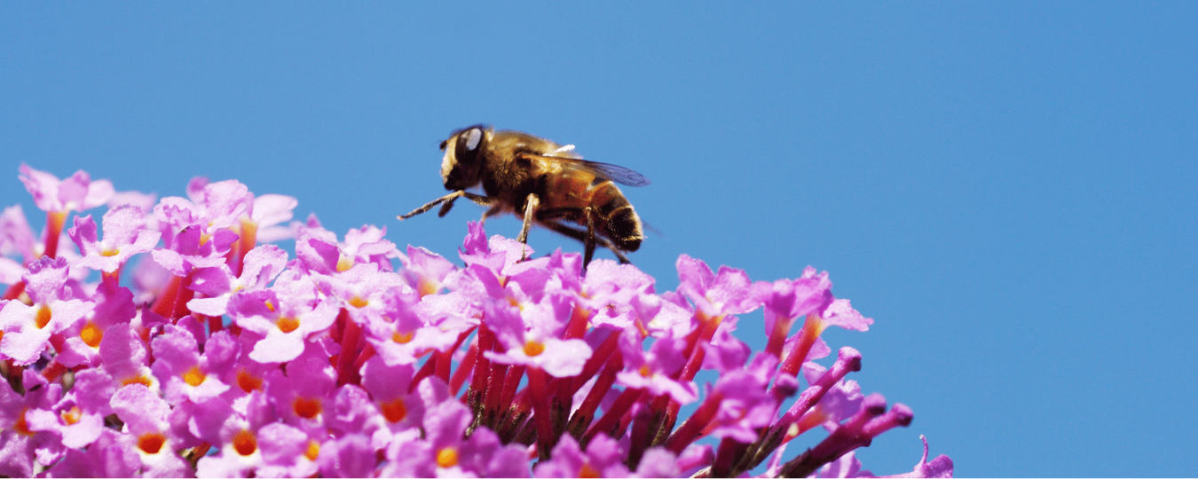 Attracting Bees to Your Garden