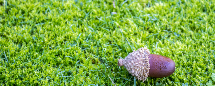 How to Remove Moss