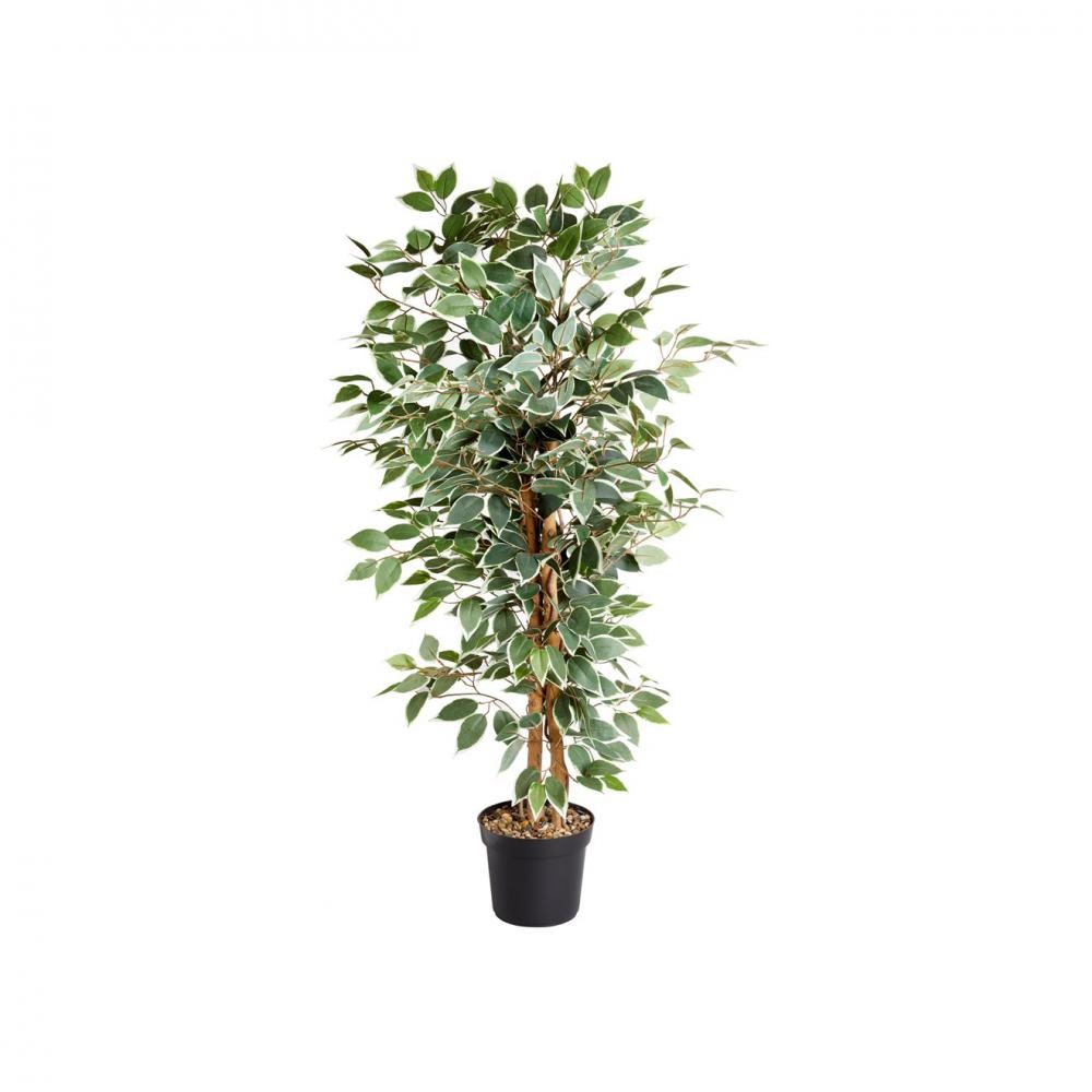 WEEPING FIG TREE - 130CM