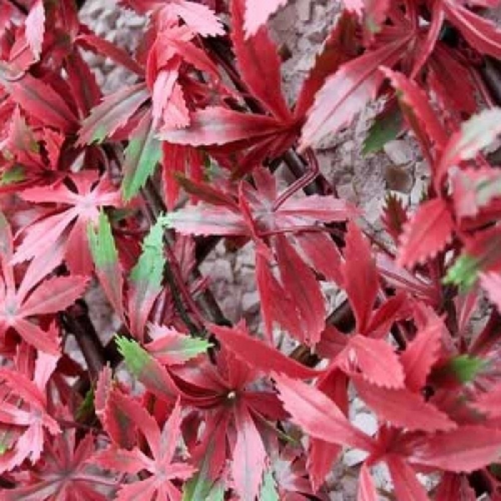 RED ACER TRELLIS -100 X 200CM